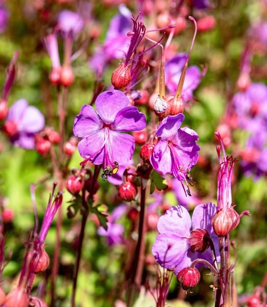 Geranium macrorrhizum ‘Sandy’s Smile’